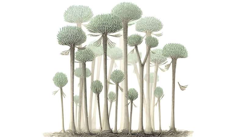 萨默塞特化石揭示了地球上最早的森林