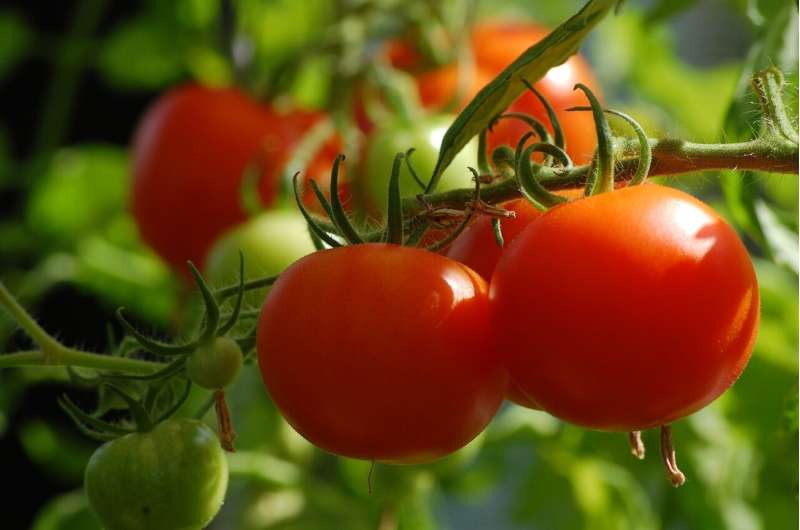 发现芳香化合物能减轻干旱的影响，提高番茄植株的产量